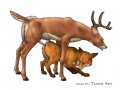 deerandfox.jpg
